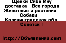 Щенки Сиба Ину доставка - Все города Животные и растения » Собаки   . Калининградская обл.,Советск г.